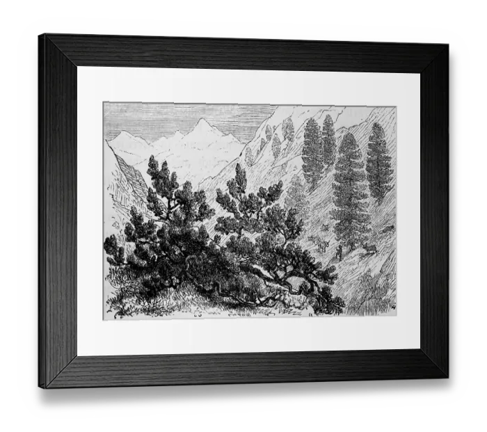 Framed Print : High mountain landscape with alpine vegetation with the shrubby dwarf pine (Pinus pumila) and Swiss stone pine (Pinus cembra), alpine pasture with cattle, travelling, Alps, historical illustration 1885 Framed Print : High mountain landscape with alpine vegetation with the shrubby dwarf pine (Pinus pumila) and Swiss stone pine (Pinus cembra), alpine pasture with cattle, travelling, Alps, historical illustration 1885