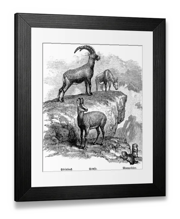 Framed Print : Alpine fauna with ibex (Capra ibex), chamois (Rupicapra rupicapra) and marmot (Marmota marmota), travel, Alps, historical illustration 1885 Framed Print : Alpine fauna with ibex (Capra ibex), chamois (Rupicapra rupicapra) and marmot (Marmota marmota), travel, Alps, historical illustration 1885