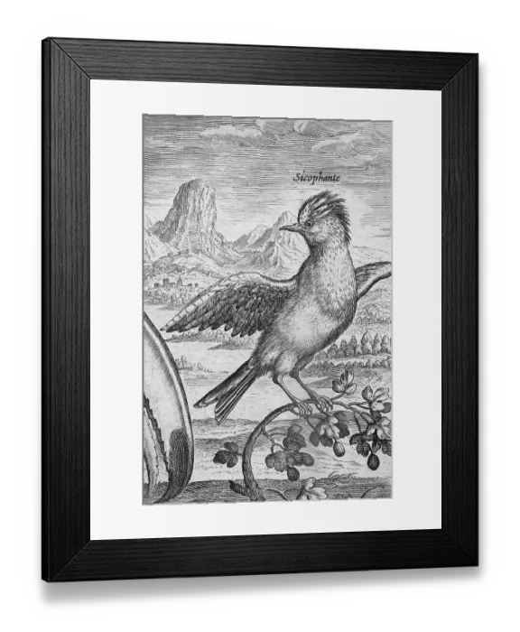 Framed Print : Copperplate engraving by Adriaen Collaert, from Avium Vivae Icones, the series of birds, around 1600, Antwerp