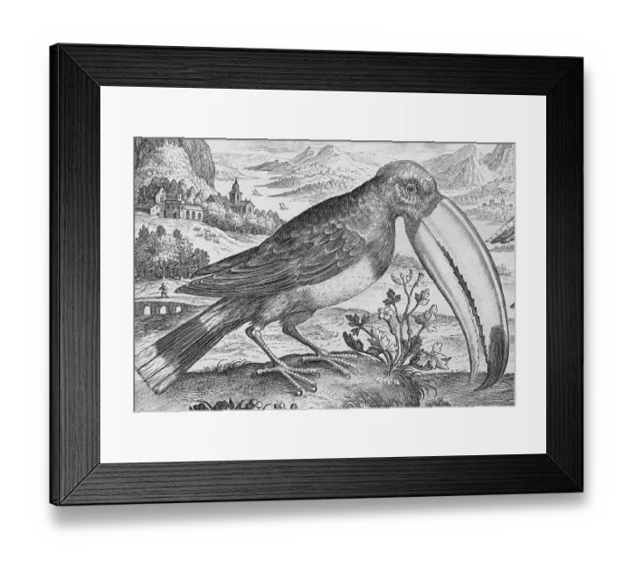 Framed Print : Toucan (Ramphastidae) in front of a mountain landscape, copperplate engraving by Adriaen Collaert, from Avium Vivae Icones, the series of birds, around 1600, Antwerp