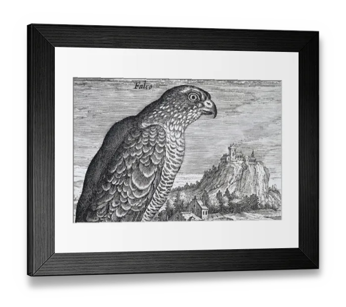 Framed Print : Falcon in front of a medieval landscape with castle, copperplate engraving by Adriaen Collaert, from Avium Vivae Icones, the series of birds, around 1600, Antwerp Framed Print : Falcon in front of a medieval landscape with castle, copperplate engraving by Adriaen Collaert, from Avium Vivae Icones, the series of birds, around 1600, Antwerp