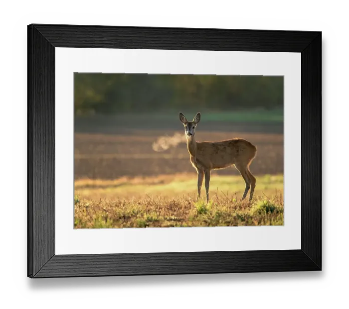 Framed Print : Innocent roe deer (capreolus capreolus), doe facing camera on meadow early in the summer morning with green grass wet from dew and light mist creating tranquil atmosphere