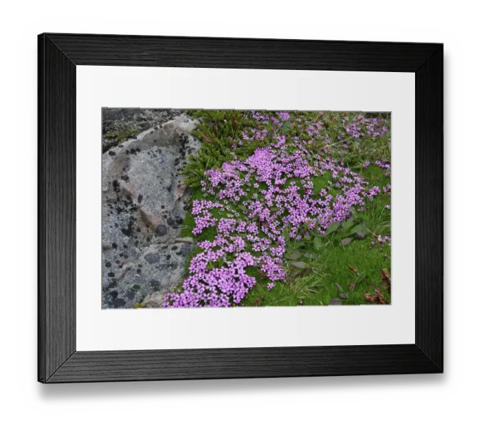 Framed Print : Moss campion (Silene acaulis) flowering mat in the tundra, Lapland, Northern Norway, Norway, Scandinavia, Europe