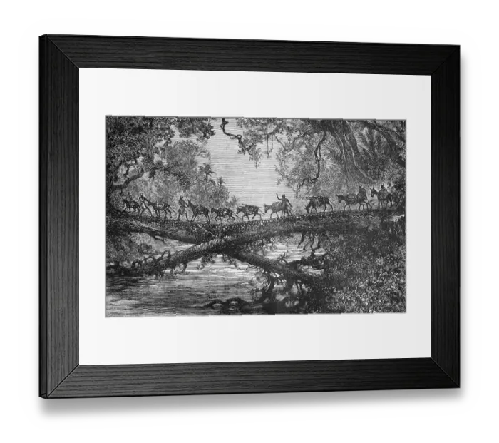 Framed Print : Herd of cattle crossing a bridge over the Buzi River, dense vegetation, tree trunk, drover, travelling, Mozambique, historical illustration 1886, Africa