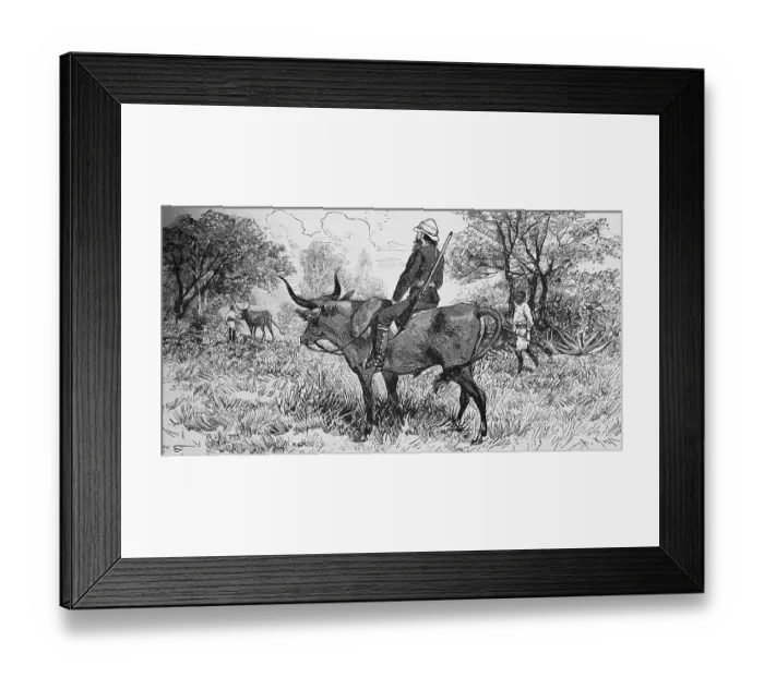 Framed Print : European colonial lord on a hunt riding an ox in the tree savannah, rifle over shoulder, Native colonialism, Travelling, Senegal, historical illustration 1886, Africa