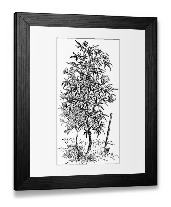 Framed Print : Cotton or cotton plant, (Gossypium) useful plant, spade, biology, USA, historical illustration 18888, North America