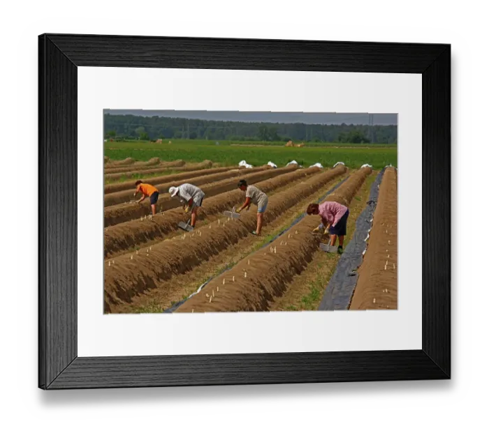 Framed Print : Asparagus harvest, asparagus field, harvest helper, asparagus cutter, Buettelborn near Darmstadt, Hesse, Germany, Europe
