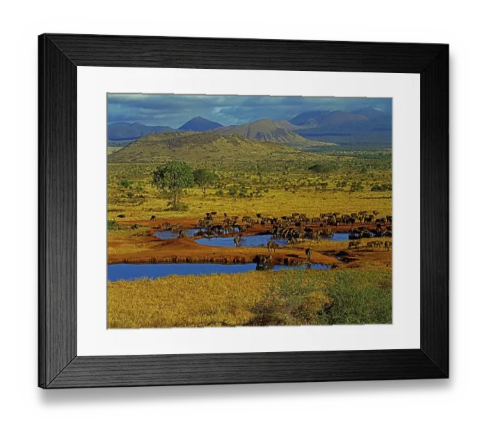 Framed Print : Herd of buffalo at the waterhole, Kilanguni Lodge, Tsavo Park West, Kenya, East Africa, Africa