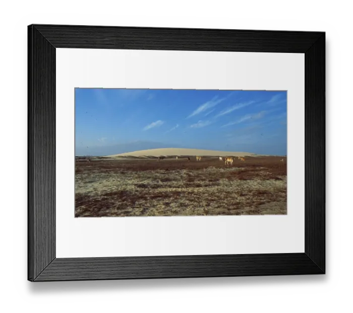 Framed Print : Brazil: A horse crosses the sand dune landscape on the coast of the state of Ceara