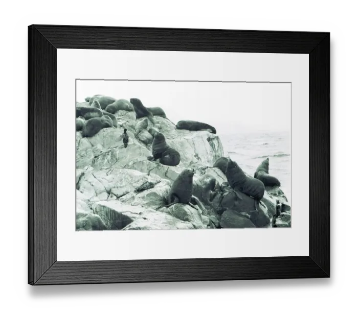 Framed Print : Argentina: Sea lions on a riff in the Beagles channel near Ushuaia, Fireland Framed Print : Argentina: Sea lions on a riff in the Beagles channel near Ushuaia, Fireland