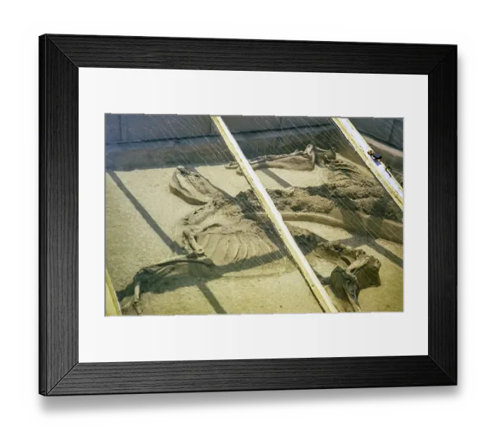 Framed Print : Royal tombs at ancient city of Salamis, Famagusta, Northern Cyprus, Europe 1973 - tomb 47 skeleton of horses under glass frame Framed Print : Royal tombs at ancient city of Salamis, Famagusta, Northern Cyprus, Europe 1973 - tomb 47 skeleton of horses under glass frame