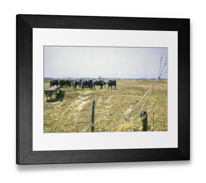 Framed Print : Water buffalo in farmland field near Salerno, Campania, Italy, Europe 1967, Europe