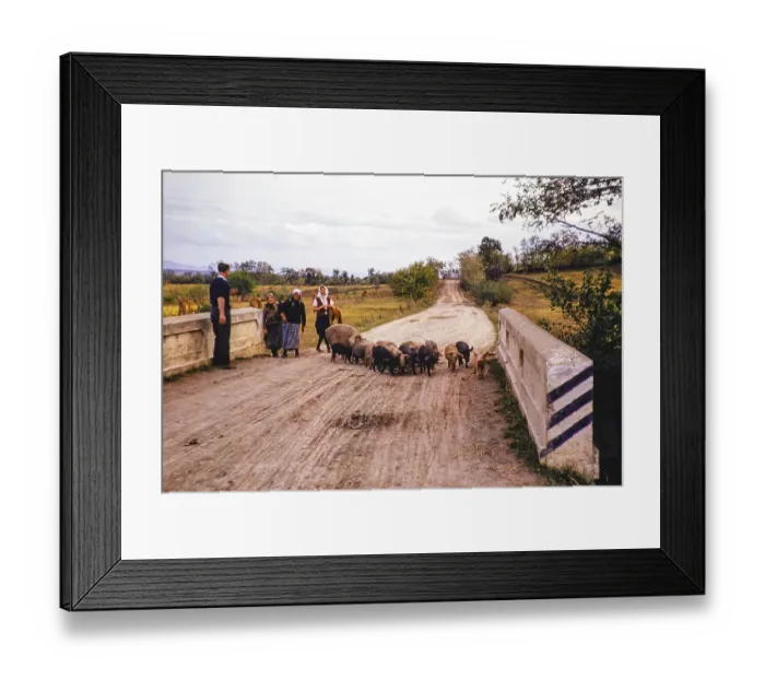 Framed Print : Women with a drove of pigs walking on unmade country road, Serbia, former Yugoslavia, Europe 1960, Europe