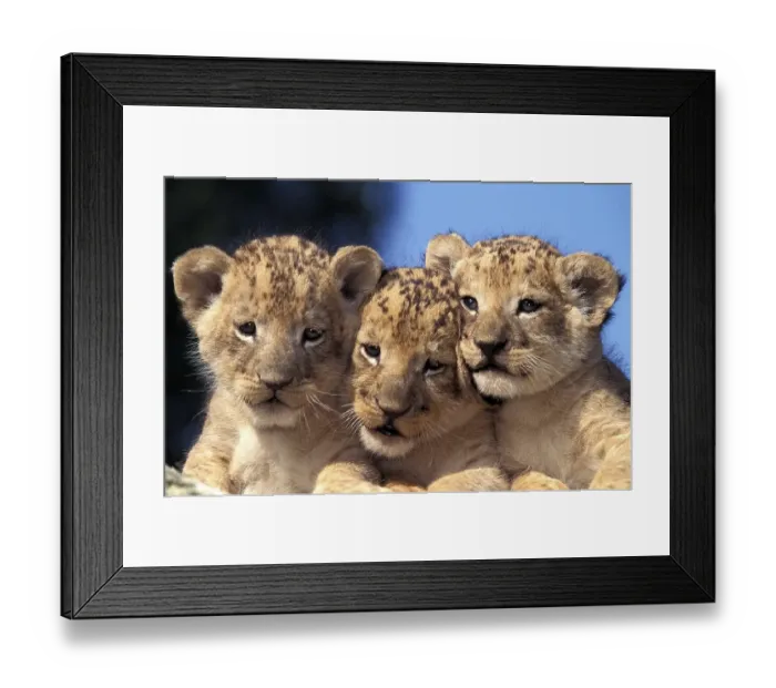 Framed Print : AFRICAN LION (panthera leo), PORTRAIT OF CUB Framed Print : AFRICAN LION (panthera leo), PORTRAIT OF CUB