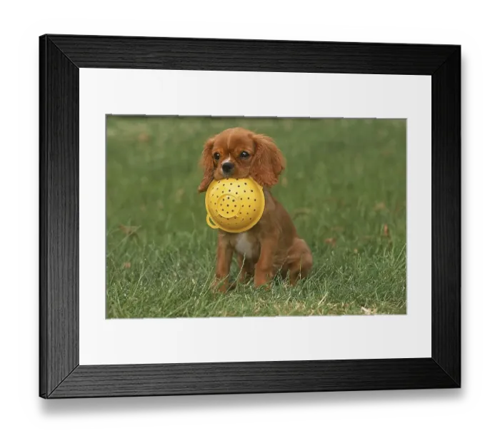 Framed Print : CAVALIER KING CHARLES SPANIEL, PUPPY PLAYING WITH SIEVE