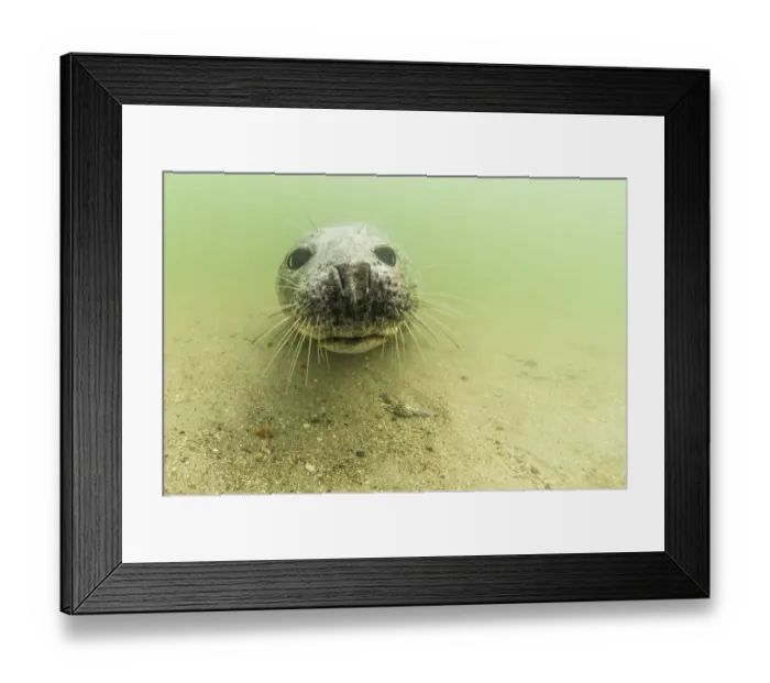 Framed Print : Grey seal (Halichoerus grypus) underwater, animal portrait, female, North Sea, Duene, Heligoland, Germany, Europe