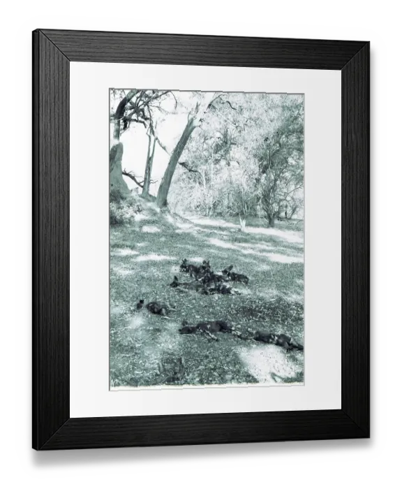 Framed Print : Botswana: A group of wild dogs in the Kalahari