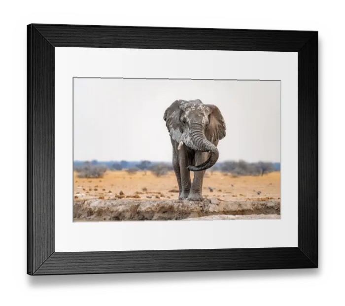 Framed Print : African elephant (Loxodonta africana), adult male, resting trunk over tusk, funny, Nxai Pan National Park, Botswana, Africa