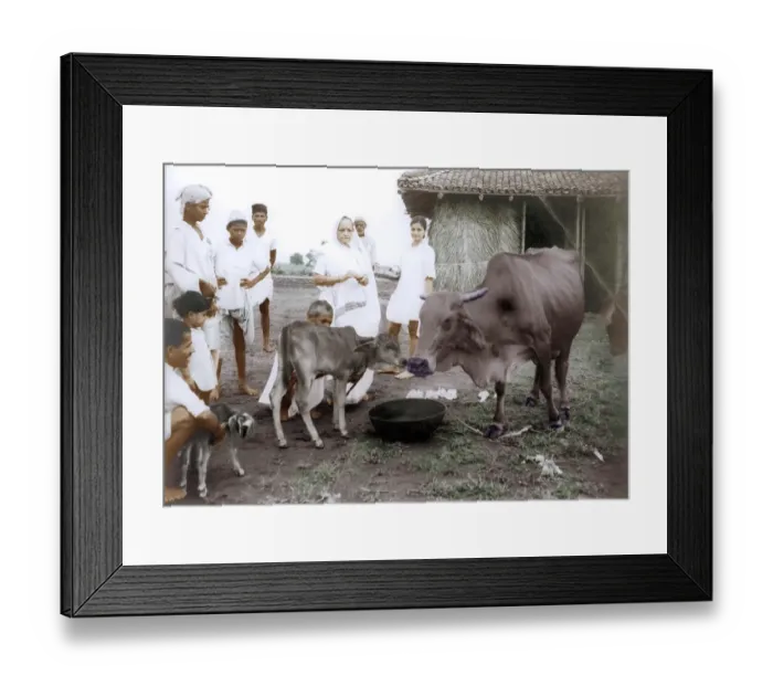 Framed Print : Kasturba Gandhi, Abha Gandhi giving food to cows, Wardha, India, Asia, 1941, Asia
