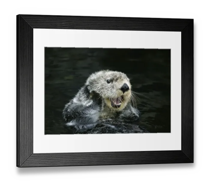 Framed Print : Sea otter (enhydra lutris), adult care, California, USA, North America