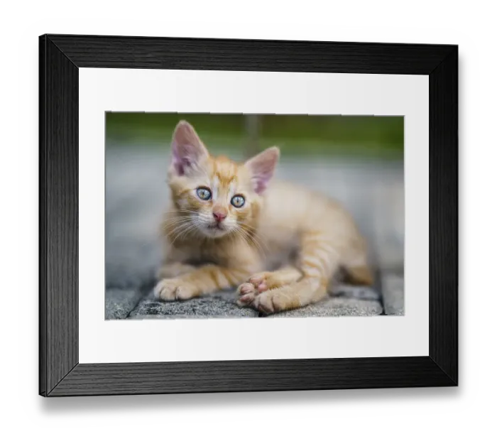 Framed Print : Portrait of a red kitten in the garden. Tabby funny red kitten with green eyes and with big ears. Animal baby theme