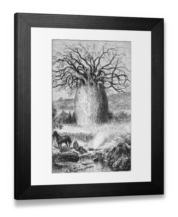 Framed Print : Bottle tree (Asimina triloba) in the Australian steppe, man resting on the lakeshore, horse, travelling, Australia, historical illustration 1888, Oceania