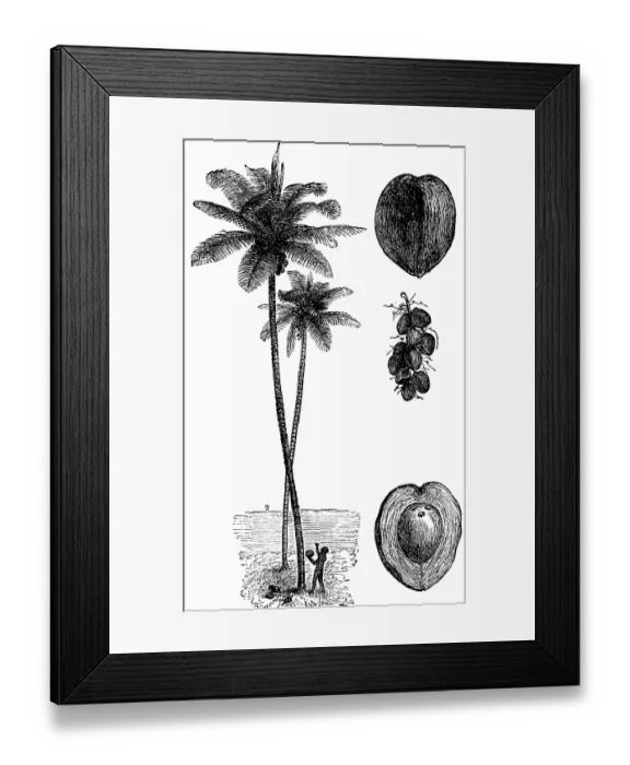 Framed Print : Coconut palm (Cocos nucifera) with illustrations of the coconut fruit, fruit stand and cross-section of the fruit, agriculture in the tropics, native holding coconut, travelling, New Guinea, historical illustration 1888 Framed Print : Coconut palm (Cocos nucifera) with illustrations of the coconut fruit, fruit stand and cross-section of the fruit, agriculture in the tropics, native holding coconut, travelling, New Guinea, historical illustration 1888