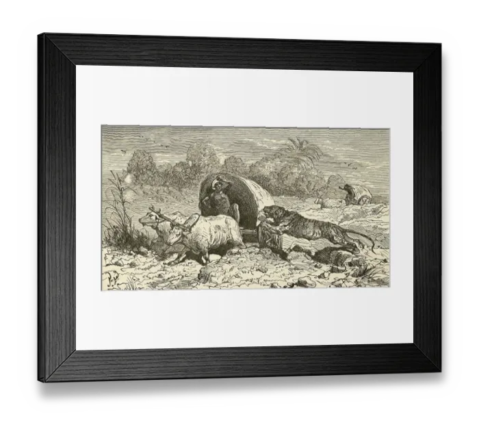 Framed Print : Bengal tiger attacking covered wagon in India, Asia Framed Print : Bengal tiger attacking covered wagon in India, Asia