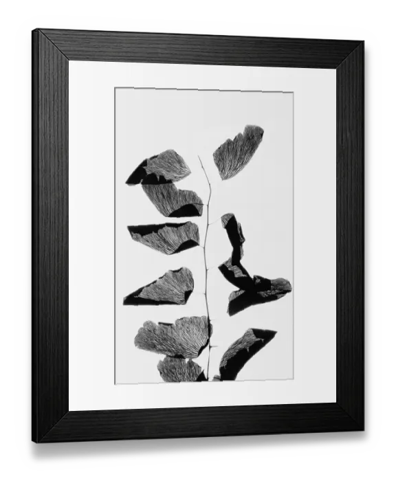 Framed Print : Folded Leaves, 1974