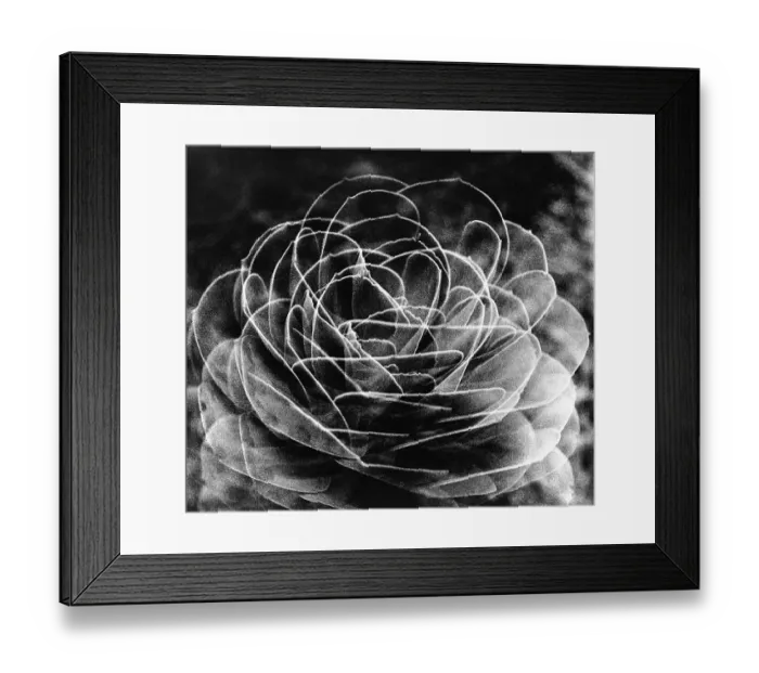 Framed Print : Cactus Flower, 1974