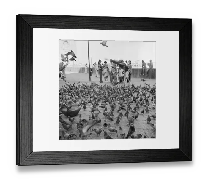 Framed Print : Birds, Pigeons on Marine Drive, Bombay now Mumbai 1975, maharashtra, India, Asia