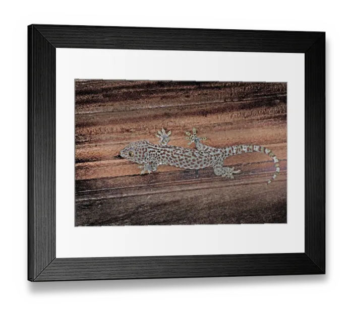 Framed Print : Tokay gecko Gekko gecko, (Gekkonidae), Bali, Indonesia, Asia