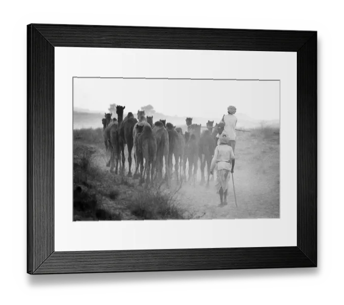 Framed Print : Herd of camels Pushkar Fair Rajasthan India Asia 1976 Framed Print : Herd of camels Pushkar Fair Rajasthan India Asia 1976