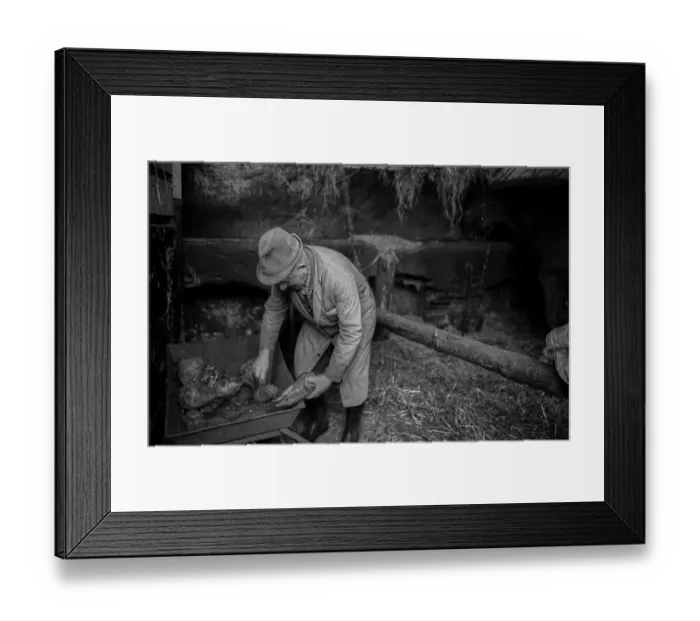 Framed Print : Germany, Kampehl, 01.02.1992, Farmer with fodder beet in his barn, Europe