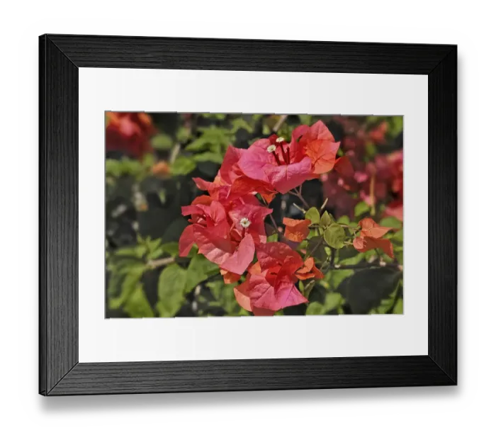 Framed Print : Bougainenville flowers (Bougainvillea), Bali, Indonesia, Asia