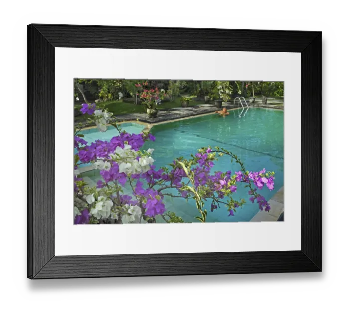 Framed Print : Bougainvillea (Bougainvillae), by the pool at the Ubud-Inn in Ubud, Bali, Indonesia, Asia Framed Print : Bougainvillea (Bougainvillae), by the pool at the Ubud-Inn in Ubud, Bali, Indonesia, Asia