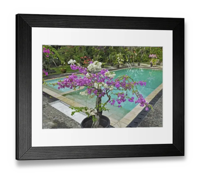 Framed Print : Bougainvillea (Bougainvillae) by the pool at the Ubud-Inn in Ubud, Bali, Indonesia, Asia