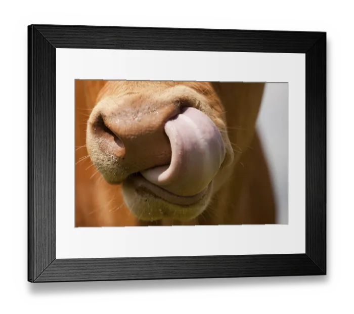 Framed Print : Domestic cattle, Limousin cattle, close-up of muzzle, licking nose, England, United Kingdom, Europe Framed Print : Domestic cattle, Limousin cattle, close-up of muzzle, licking nose, England, United Kingdom, Europe