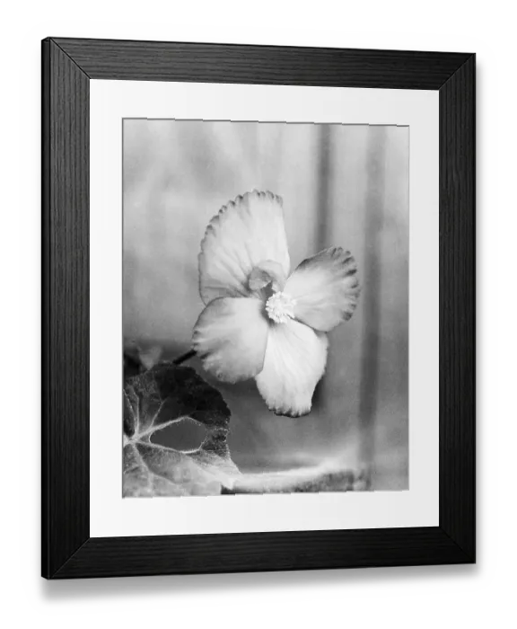Framed Print : Wild Himalayan flower with leaf, Uttaranchal, India 1940's
