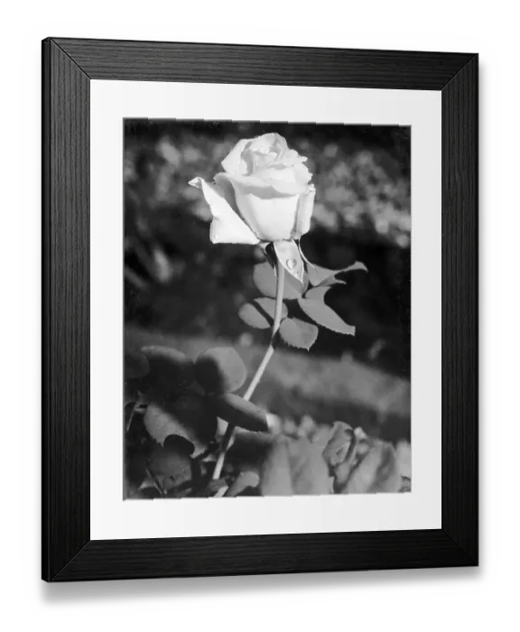 Framed Print : White rose flower with leaf, Uttaranchal, India 1940's