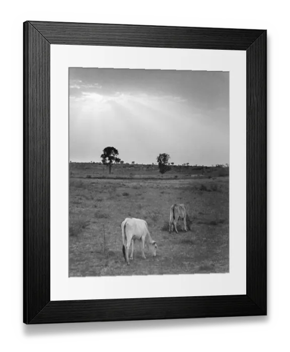 Framed Print : Lands cape with cows grazing grass at suns et, India 1940's