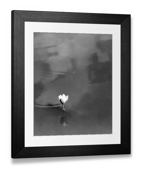 Framed Print : Lotus flower (Nelumbo nucifera) in water, India 1940's