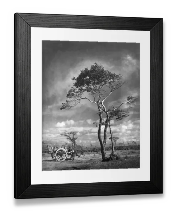 Framed Print : Bullock cart stand near the tree, Palghar, Maharas htra, India 1940's