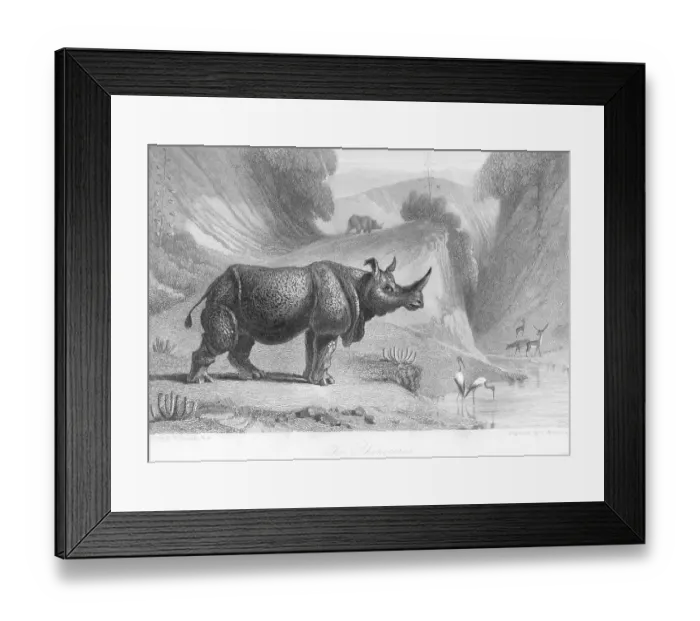 Framed Print : Rhinoceros, India, As ia Framed Print : Rhinoceros, India, As ia