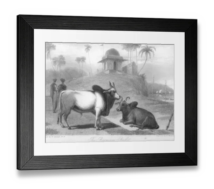 Framed Print : Braminee Bulls, India, As ia