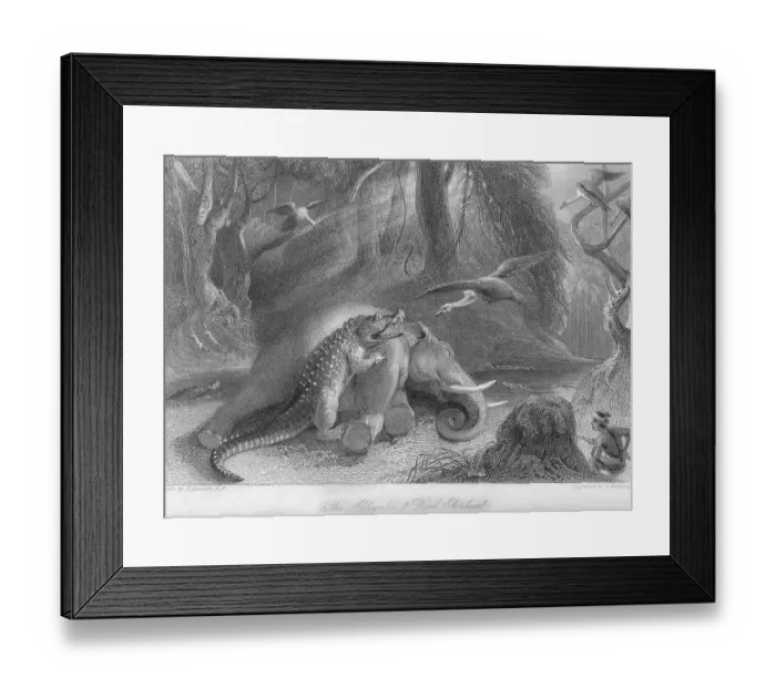 Framed Print : Alligator and dead elephant, India, As ia