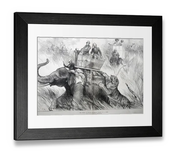 Framed Print : Royalty on Tour The Prince of Waless Elephant Charged by Tiger, India, As ia
