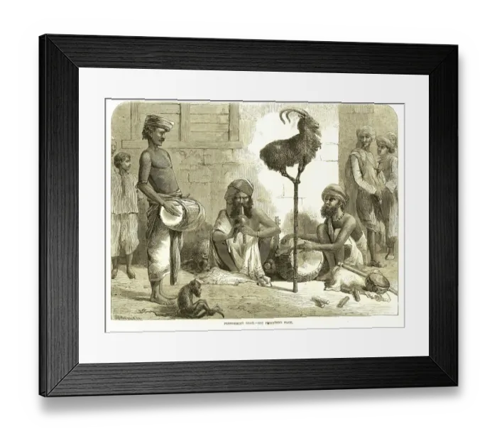 Framed Print : Hunting & animal views, performing goat, India, As ia