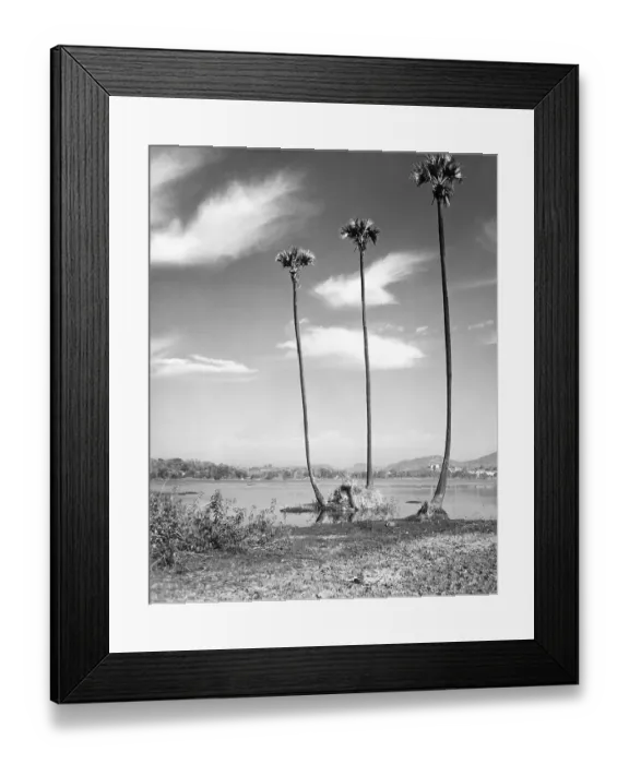 Framed Print : Three palm trees at Powai lake, Bombay Mumbai, Maharas htra, India 1940's Framed Print : Three palm trees at Powai lake, Bombay Mumbai, Maharas htra, India 1940's