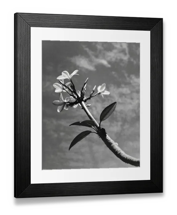 Framed Print : Champak flower, Uttaranchal, India 1940's